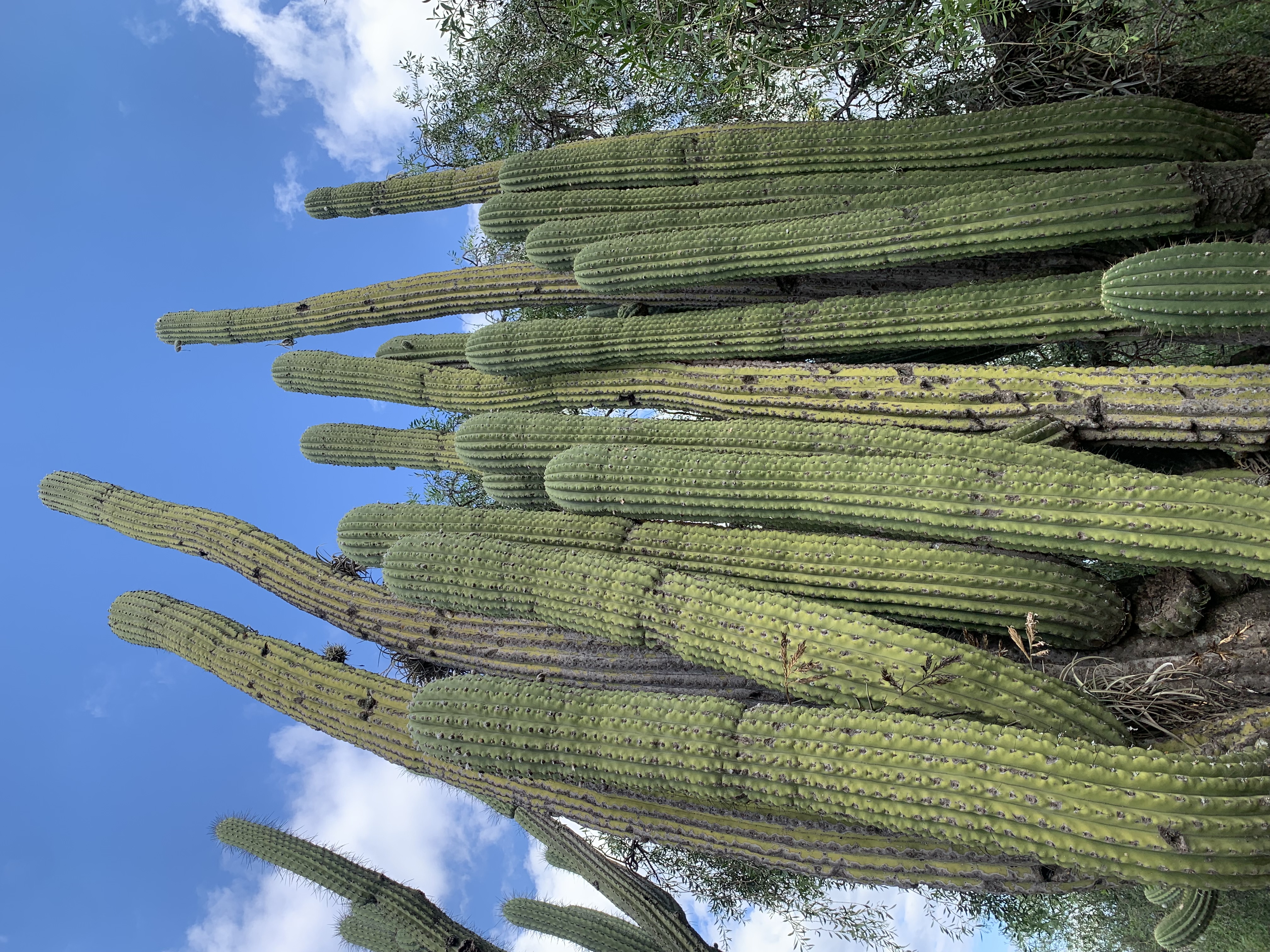 Fruit Codex field work